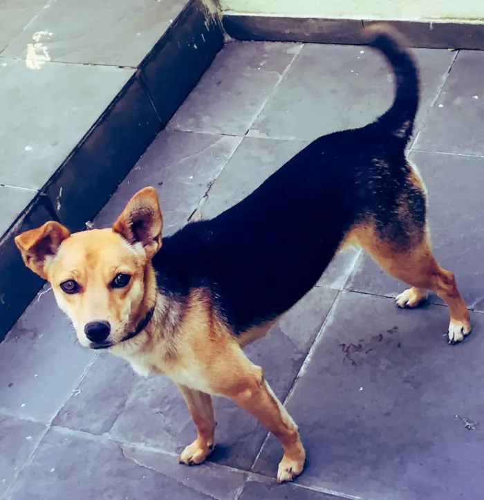 Cachorro ra a Vira lata idade 1 ano nome Frida