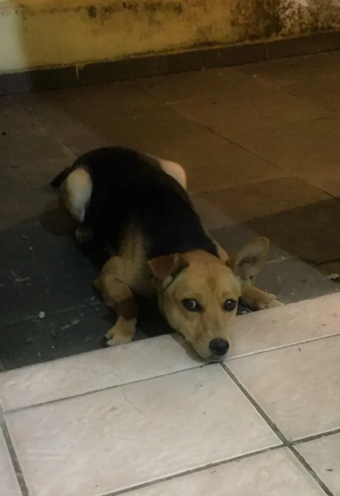 Cachorro ra a Vira lata idade 1 ano nome Frida