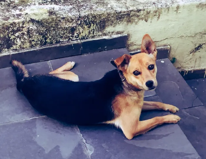 Cachorro ra a Vira lata idade 1 ano nome Frida