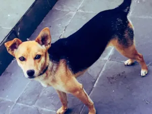 Cachorro raça Vira lata idade 1 ano nome Frida