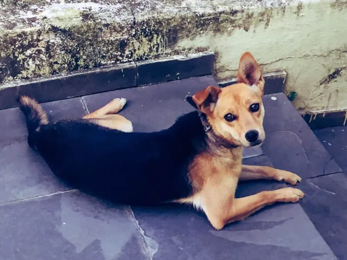 Cachorro ra a Vira lata idade 1 ano nome Frida