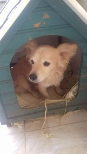 Cachorro raça Vira lata idade 3 anos nome Leão