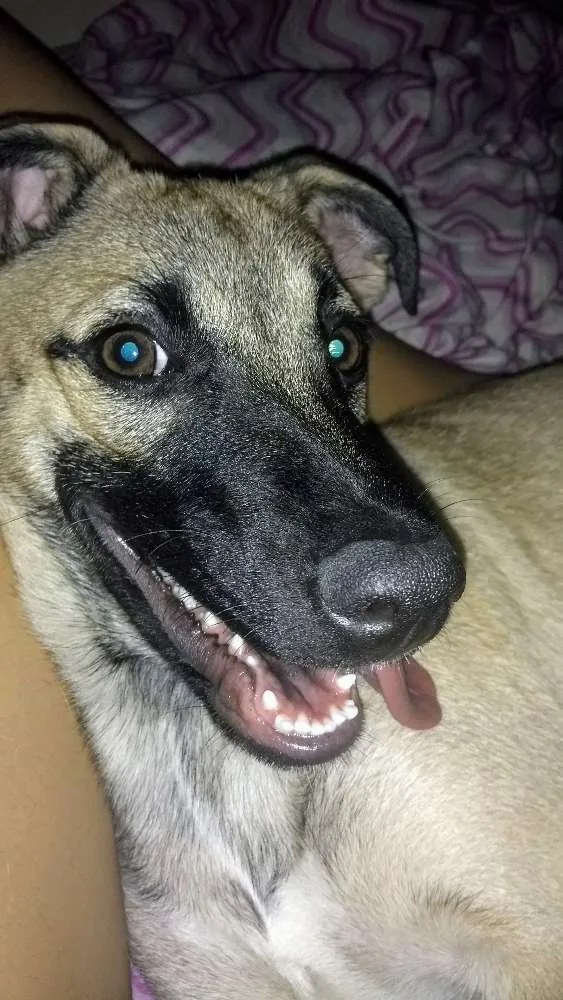 Cachorro ra a  idade 7 a 11 meses nome Melissa (mel)