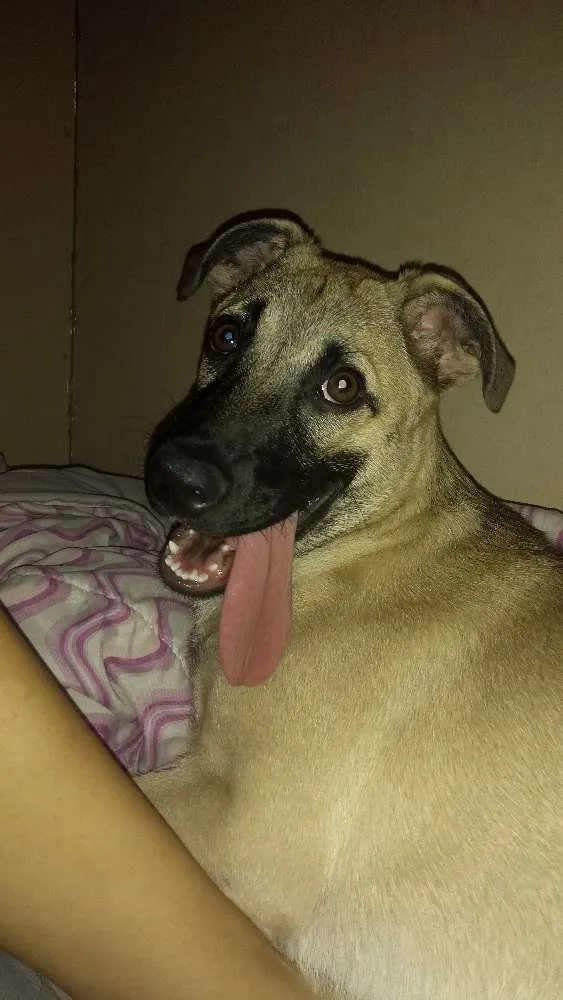 Cachorro ra a  idade 7 a 11 meses nome Melissa (mel)