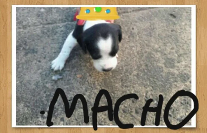 Cachorro ra a Shitzu idade Abaixo de 2 meses nome sem nome