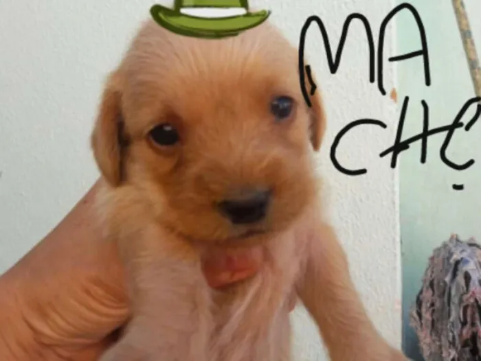 Cachorro ra a Shitzu idade Abaixo de 2 meses nome sem nome