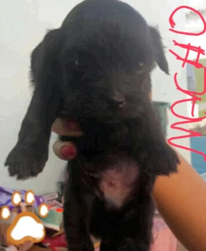 Cachorro ra a Shitzu idade Abaixo de 2 meses nome sem nome