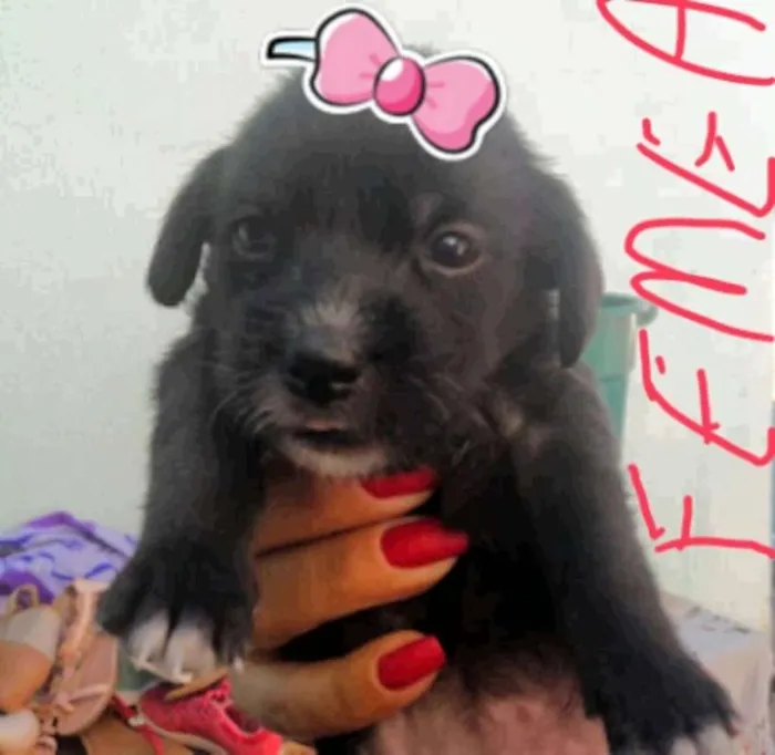 Cachorro ra a Shitzu idade Abaixo de 2 meses nome sem nome