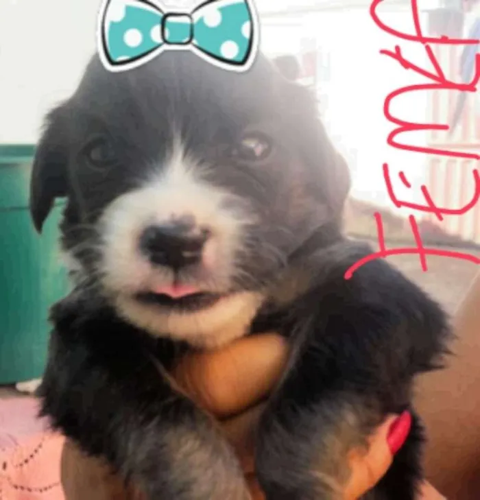 Cachorro ra a Shitzu idade Abaixo de 2 meses nome sem nome