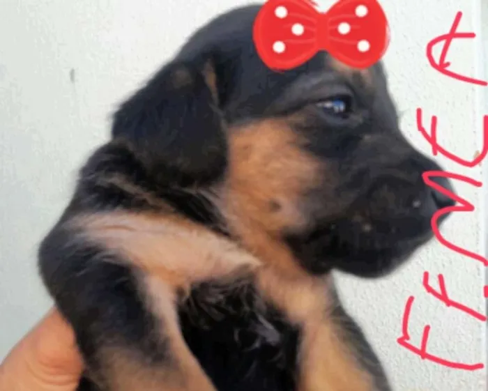 Cachorro ra a Shitzu idade Abaixo de 2 meses nome sem nome