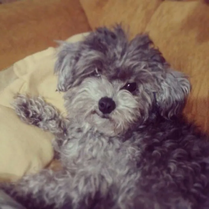 Cachorro ra a Poodle toy idade 6 ou mais anos nome Freud