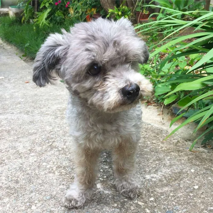 Cachorro ra a Poodle toy idade 6 ou mais anos nome Freud