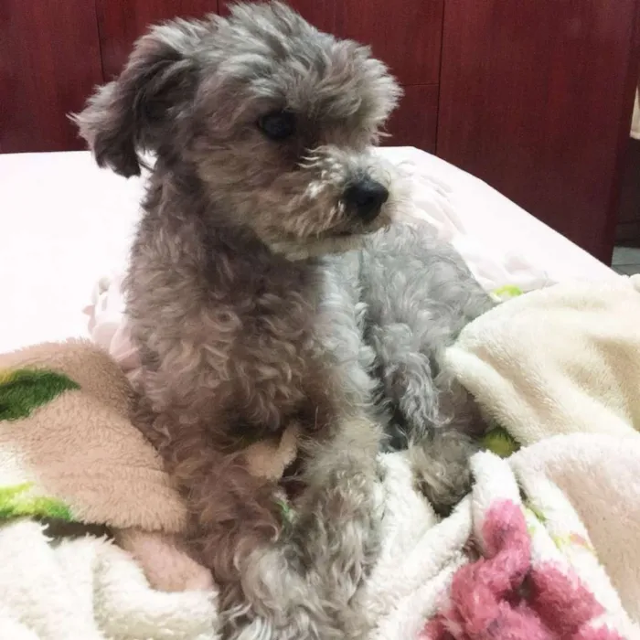 Cachorro ra a Poodle toy idade 6 ou mais anos nome Freud