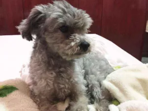 Cachorro raça Poodle toy idade 6 ou mais anos nome Freud