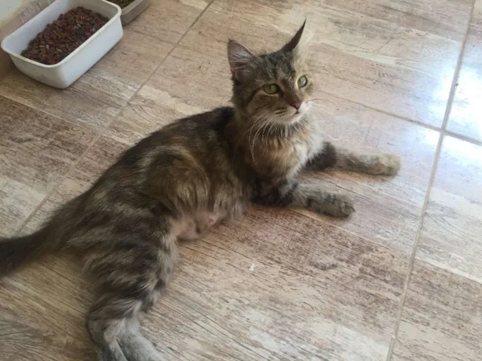Gato ra a  idade  nome SEM NOME