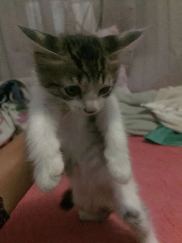 Gato ra a  idade  nome SEM NOME