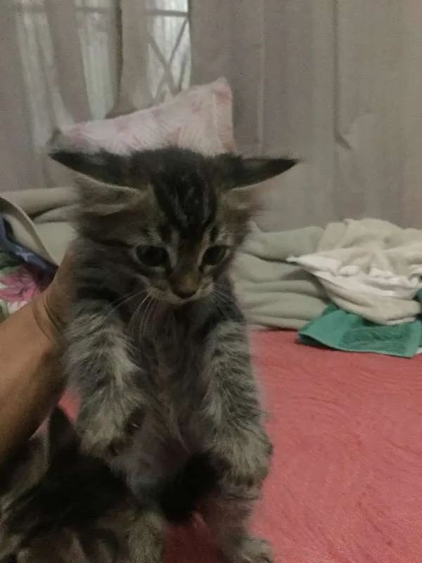 Gato ra a  idade  nome SEM NOME