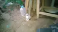 Filhotinhos Abandona
