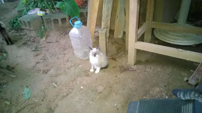 Gato raça Srd idade 2 a 6 meses nome Filhotinhos Abandona