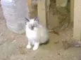 Filhotinhos Abandona