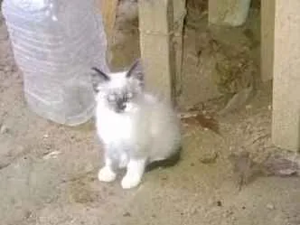 Gato raça Srd idade 2 a 6 meses nome Filhotinhos Abandona
