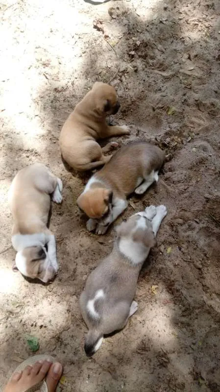 Cachorro ra a vira lata  idade 2 a 6 meses nome Filhotes 