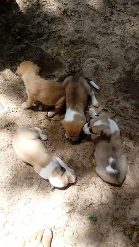 Cachorro ra a vira lata  idade 2 a 6 meses nome Filhotes 