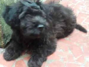 Cachorro raça Sem raçadefinida, puddle idade 2 a 6 meses nome Severus