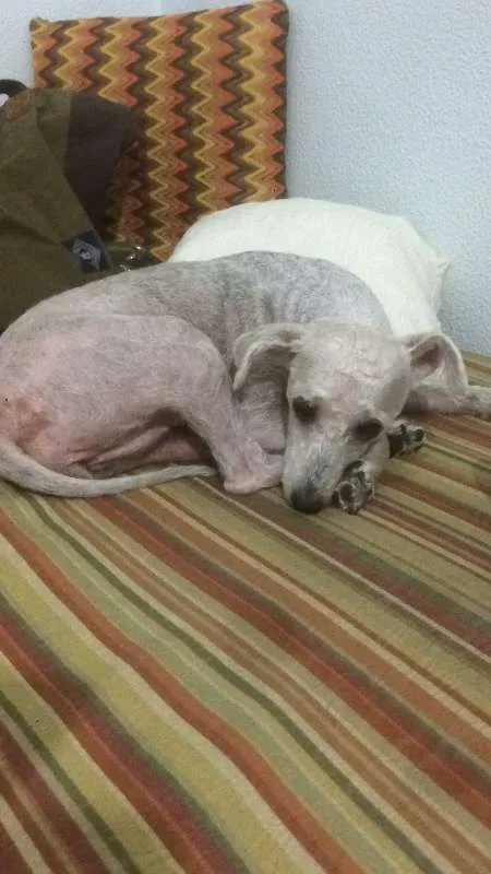Cachorro ra a poodle idade 1 ano nome bela