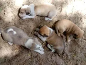 Cachorro raça vira lata  idade 2 a 6 meses nome Filhotes 