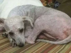 Cachorro raça poodle idade 1 ano nome bela