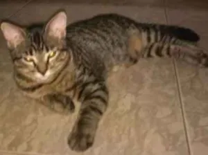 Gato raça SRD idade 2 a 6 meses nome Rajadas