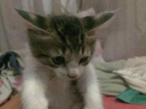 Gato raça  idade  nome SEM NOME