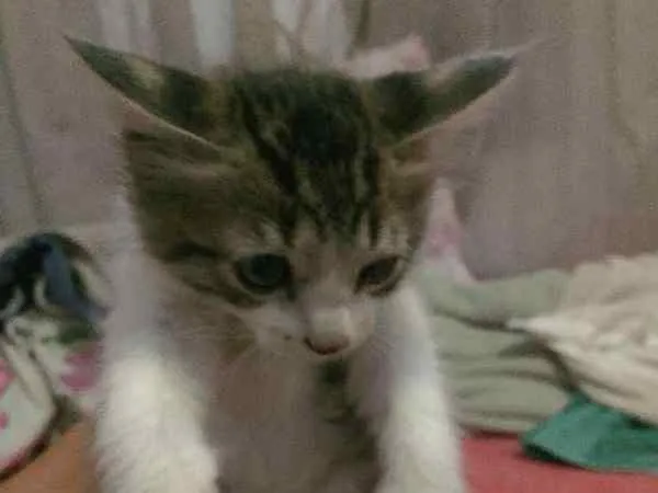 Gato ra a  idade  nome SEM NOME