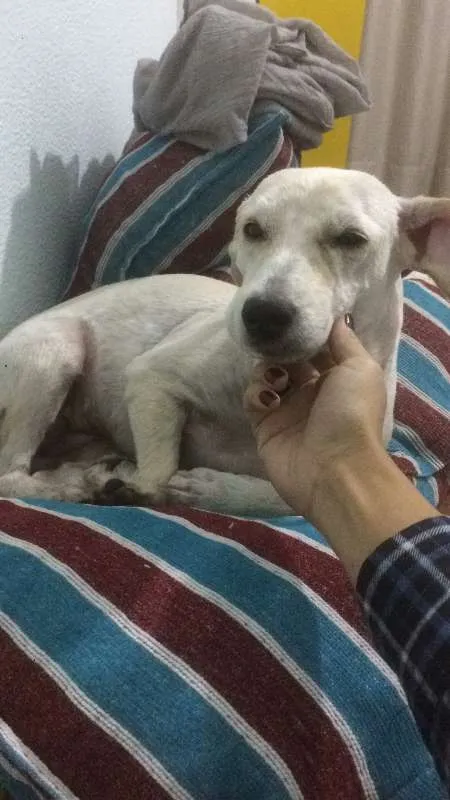 Cachorro ra a Poodle idade 1 ano nome vila