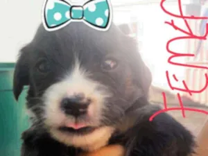 Cachorro raça Shitzu idade Abaixo de 2 meses nome sem nome