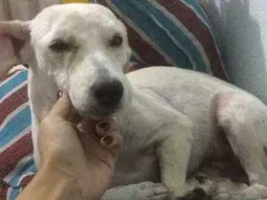 Cachorro raça Poodle idade 1 ano nome vila