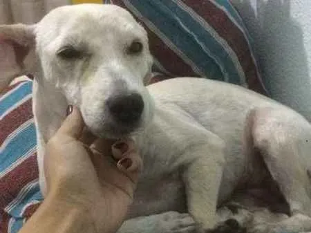 Cachorro ra a Poodle idade 1 ano nome vila