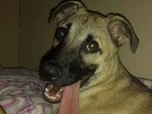 Cachorro raça  idade 7 a 11 meses nome Melissa (mel)