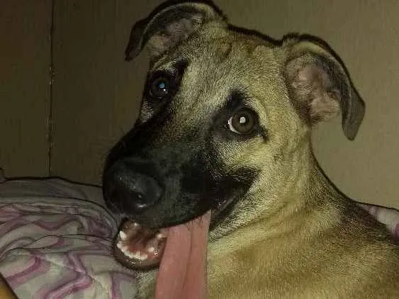 Cachorro ra a  idade 7 a 11 meses nome Melissa (mel)