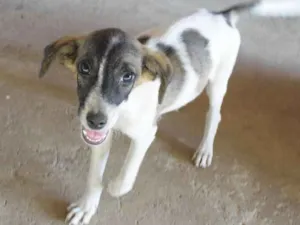 Cachorro raça Vira Lata idade 2 a 6 meses nome Junior