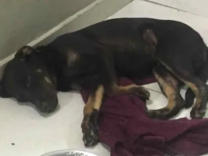 Cachorro raça Labrador misturado idade 2 a 6 meses nome Maia
