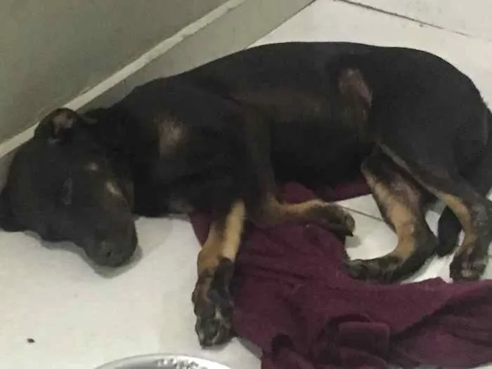 Cachorro ra a Labrador misturado idade 2 a 6 meses nome Maia