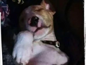 Cachorro raça Pit bul idade 2 a 6 meses nome Bruce