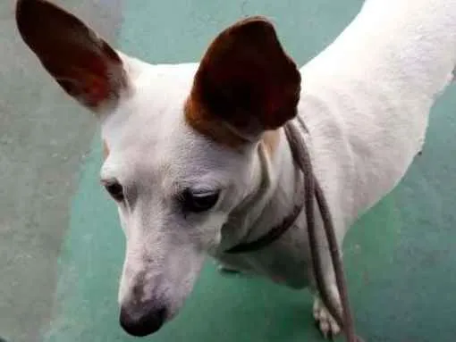 Cachorro ra a  idade 2 anos nome Xuxa