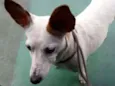 Xuxa