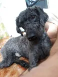 Negão