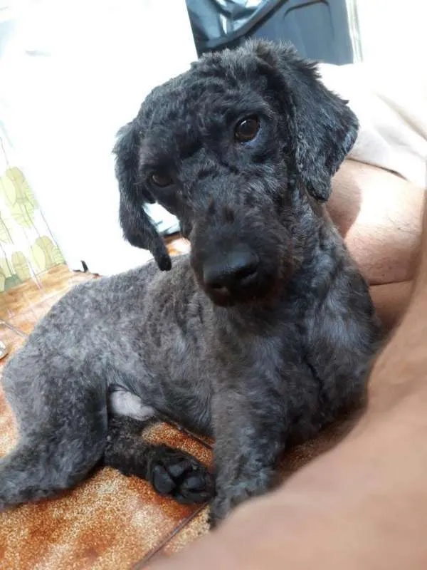 Cachorro raça Poodle idade 2 anos nome Negão