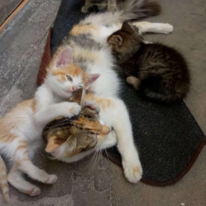 Gato ra a RND idade Abaixo de 2 meses nome Filhotes
