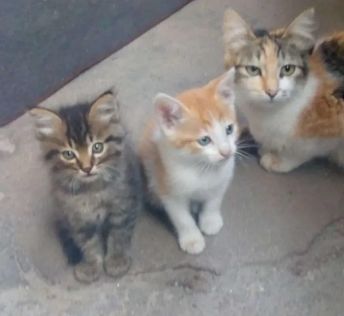 Gato ra a RND idade Abaixo de 2 meses nome Filhotes